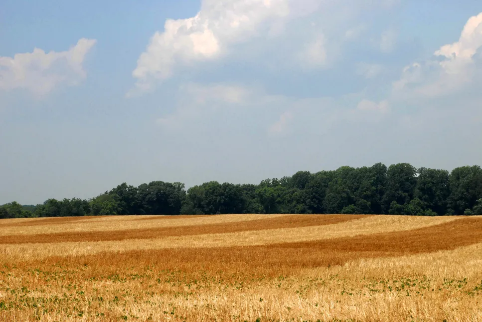 A harvested grain field under a wide Sonoma County sky