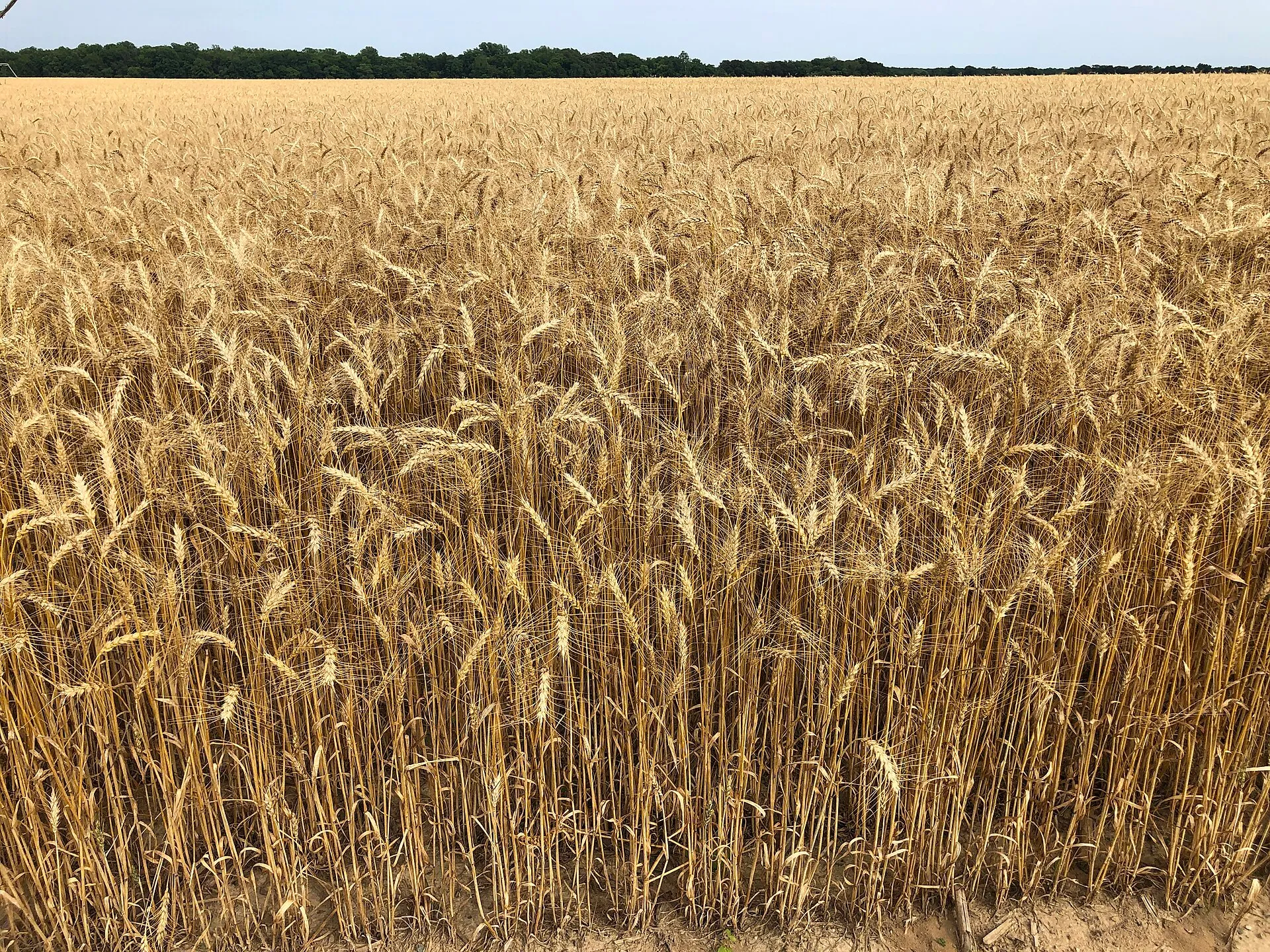 Golden, ripe wheat glowing in the late afternoon sun across a Sonoma County field