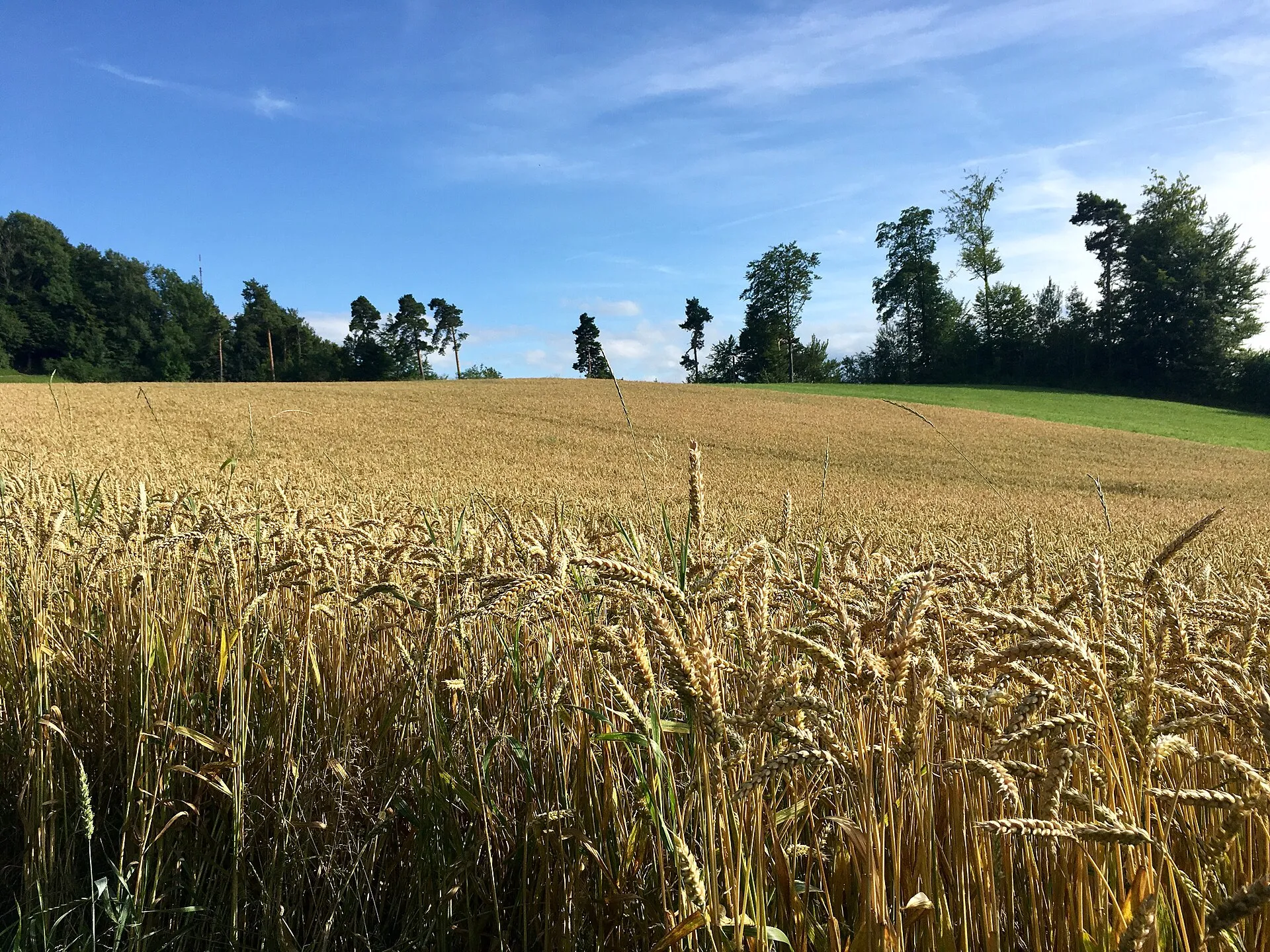 A golden hillside of ripe wheat in Northern California